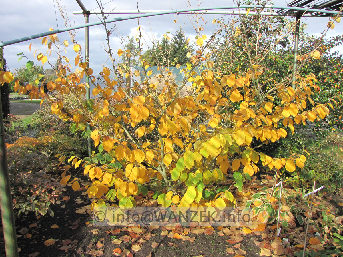 Hamamelis gelb gelbe Herbstfaerbung.JPG